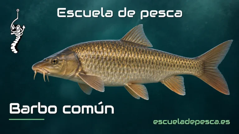 Ilustración de barbo común — Escuela de Pesca
