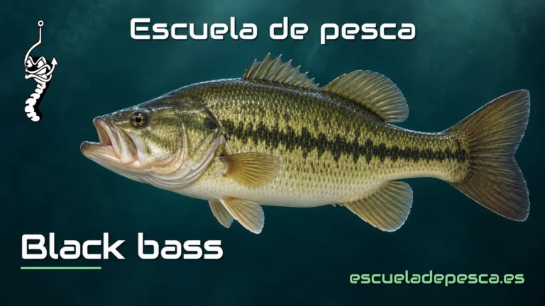 Ilustración de black bass — Escuela de Pesca
