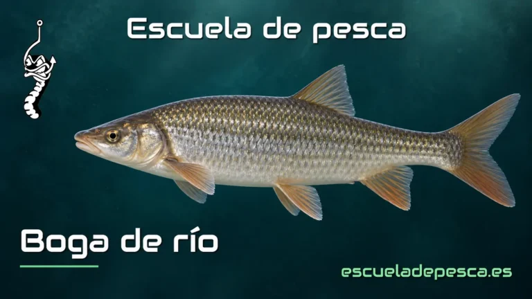 Ilustración de boga de río — Escuela de Pesca