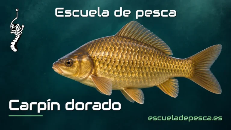 Ilustración de carpín dorado — Escuela de Pesca
