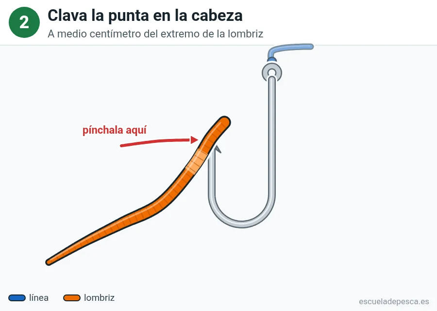 Ilustración: cómo poner una lombriz en el anzuelo, paso 2 de 5: la punta del anzuelo entra en la lombriz a medio centímetro de su cabeza; una flecha roja marca dónde pincharla.