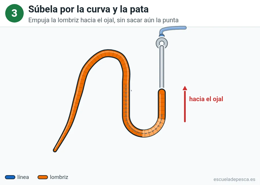 Ilustración: cómo poner una lombriz en el anzuelo, paso 3 de 5: la lombriz ya rodea la curva y sube por la pata hacia el ojal, con la punta todavía dentro; una flecha roja indica que se empuja hacia el ojal.
