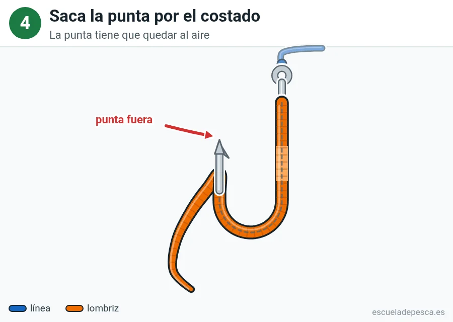 Ilustración: cómo poner una lombriz en el anzuelo, paso 4 de 5: la lombriz cubre la pata y la curva, y la punta del anzuelo sale por el costado y queda al aire; el resto de la lombriz cuelga hacia abajo.