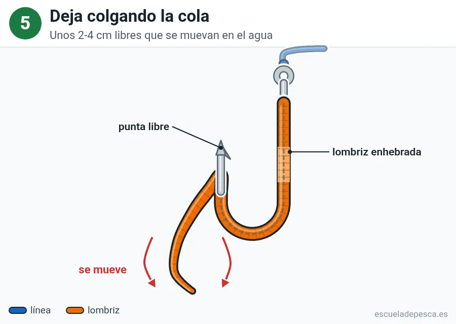 Ilustración: cómo poner una lombriz en el anzuelo, paso 5 de 5: lombriz terminada: enhebrada por la pata, punta libre y una cola de 2 a 4 centímetros colgando; flechas rojas indican que la cola se mueve.