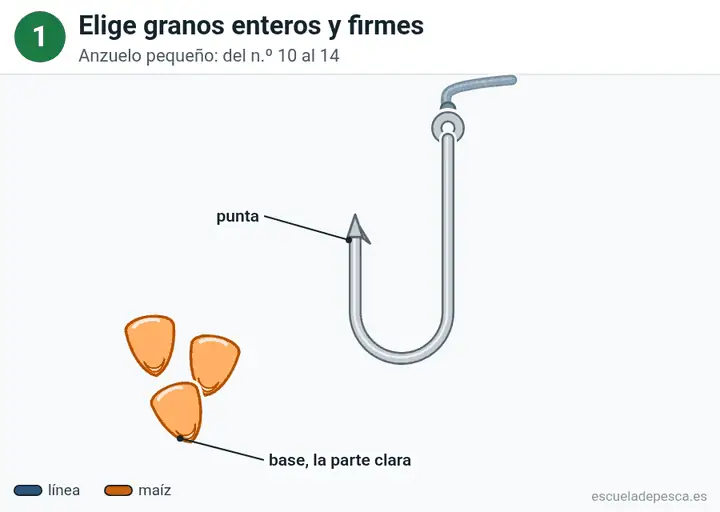 Animación: cómo poner maíz en el anzuelo, los 5 pasos seguidos.