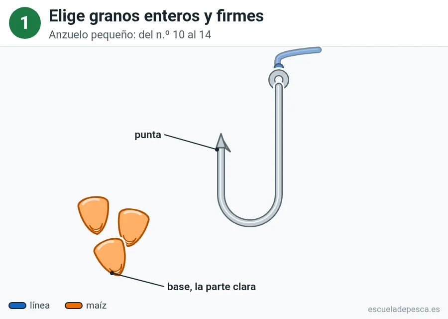 Ilustración: cómo poner maíz en el anzuelo, paso 1 de 5: anzuelo pequeño con la línea azul y tres granos de maíz de color naranja; se señala la base clara del grano.