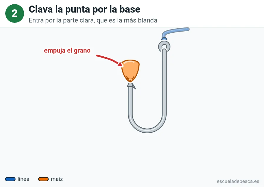 Ilustración: cómo poner maíz en el anzuelo, paso 2 de 5: un grano de maíz colocado sobre la punta del anzuelo, que entra por su base clara; una flecha roja indica que se empuja el grano.