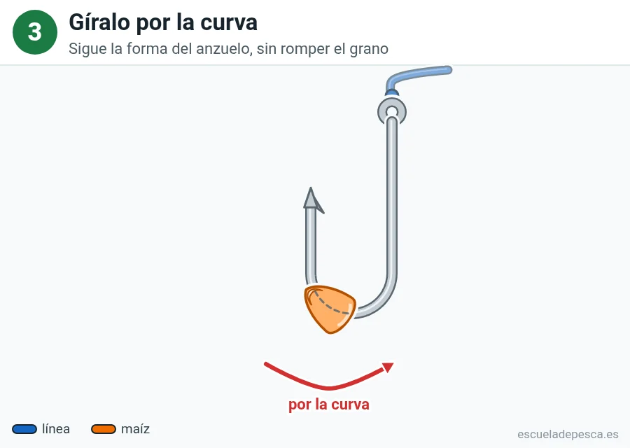 Ilustración: cómo poner maíz en el anzuelo, paso 3 de 5: el grano de maíz ha pasado a la curva del anzuelo; una flecha roja sigue la curva.