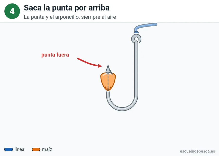 Ilustración: cómo poner maíz en el anzuelo, paso 4 de 5: el grano de maíz está en la subida de la punta y la punta del anzuelo sale por arriba, al aire.
