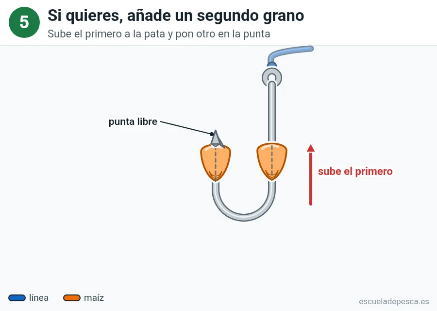 Ilustración: cómo poner maíz en el anzuelo, paso 5 de 5: dos granos de maíz en el anzuelo: el primero subido a la pata y el segundo en la punta, que queda libre; una flecha roja indica que el primero se sube.