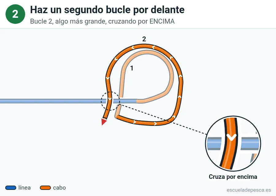 Nudo Lazo perfecto (perfection loop), paso 2 de 5: Haz un segundo bucle por delante. Bucle 2, algo más grande, cruzando por ENCIMA.