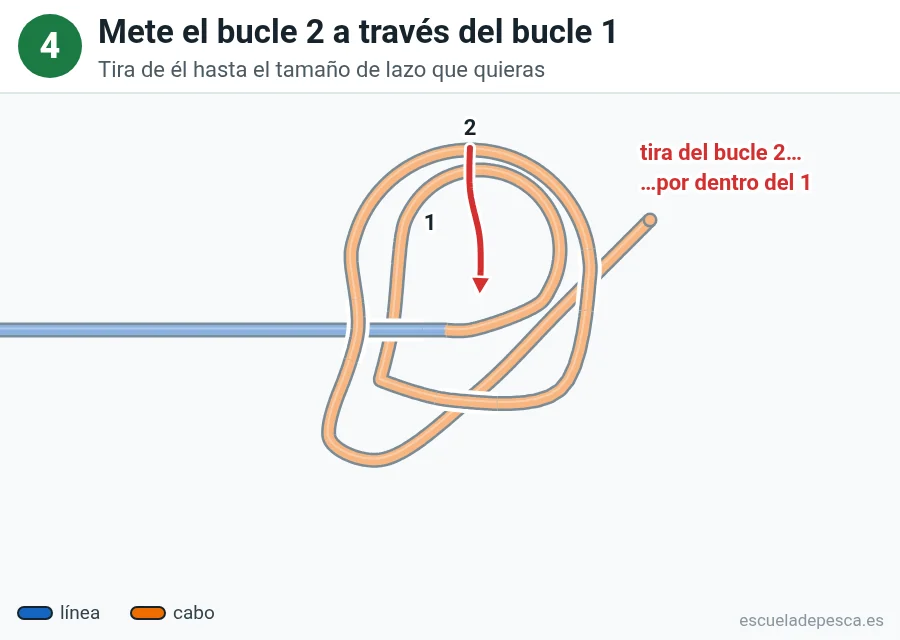 Nudo Lazo perfecto (perfection loop), paso 4 de 5: Mete el bucle 2 a través del bucle 1. Tira de él hasta el tamaño de lazo que quieras.