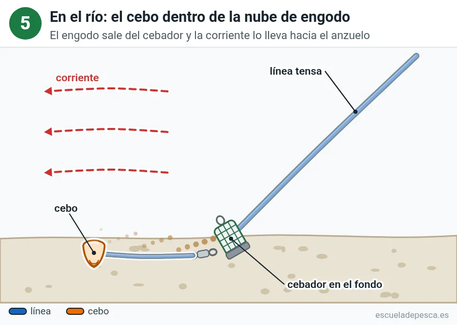 Paso 5 del montaje feeder: cebador en el fondo del río con el cebo dentro de la estela de engodo