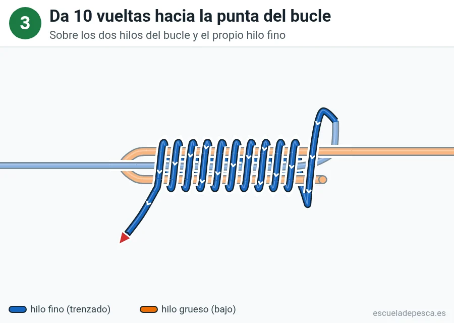 Nudo Albright, paso 3 de 5: Da 10 vueltas hacia la punta del bucle. Sobre los dos hilos del bucle y el propio hilo fino.