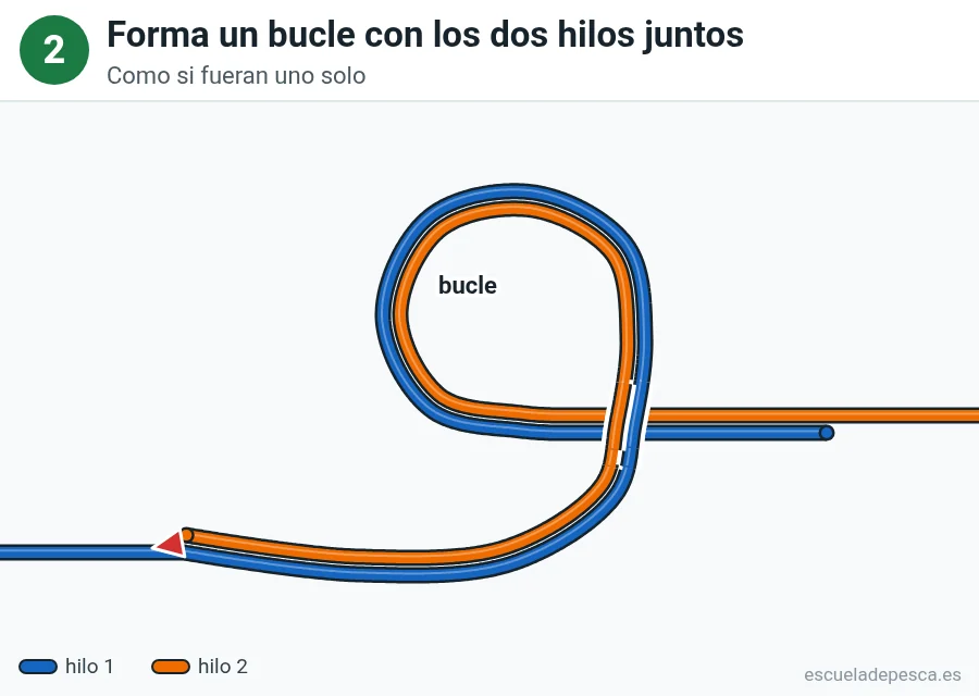 Nudo Cirujano doble, paso 2 de 5: Forma un bucle con los dos hilos juntos. Como si fueran uno solo.