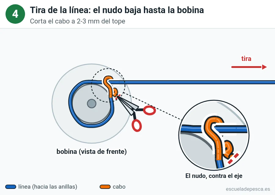 Nudo Nudo de bobina (arbor), paso 4 de 4: Tira de la línea: el nudo baja hasta la bobina. Corta el cabo a 2-3 mm del tope.