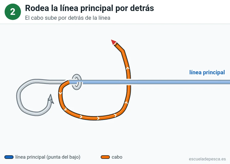 Nudo Nudo Orvis, paso 2 de 5: Rodea la línea principal por detrás. El cabo sube por detrás de la línea.