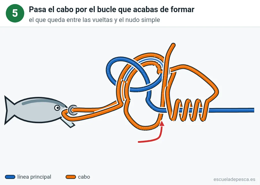 Nudo Rapala, paso 5 de 6: Pasa el cabo por el bucle nuevo. El que queda entre las vueltas y el nudo simple.