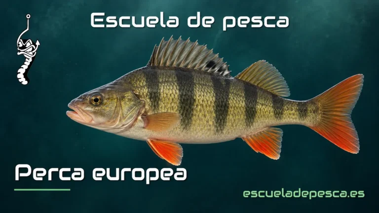 Ilustración de perca europea — Escuela de Pesca
