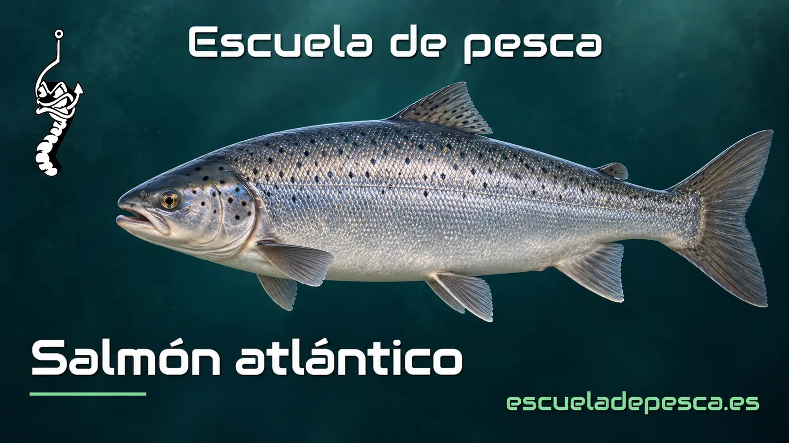 Ilustración de salmón atlántico — Escuela de Pesca