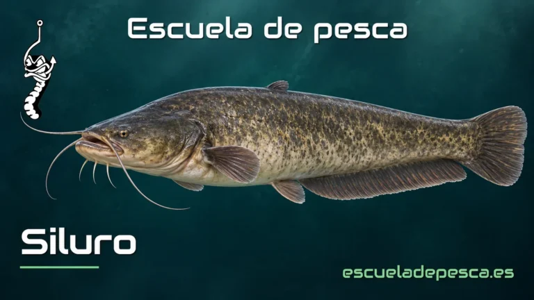 Ilustración de siluro — Escuela de Pesca