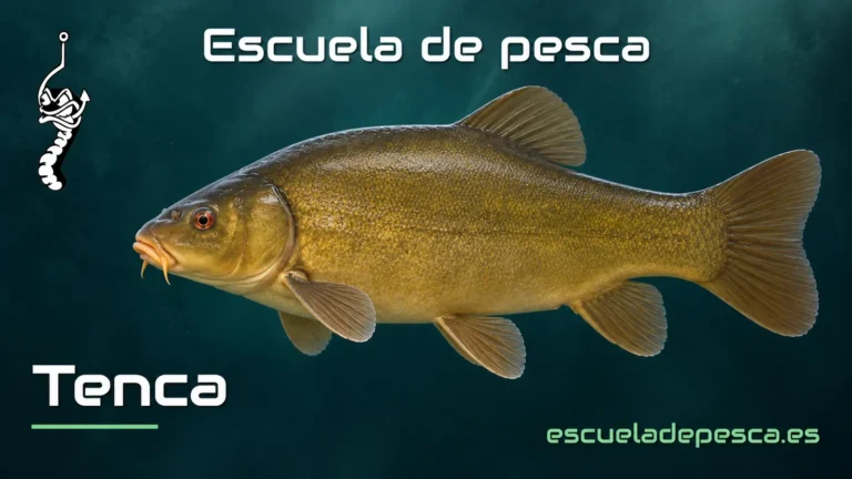 Ilustración de tenca — Escuela de Pesca