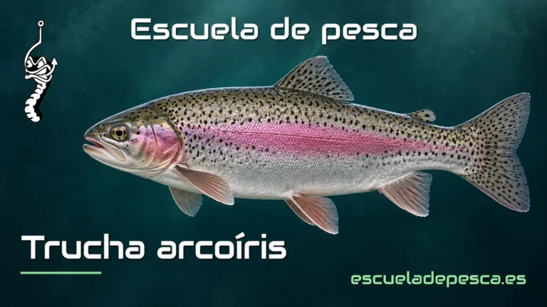 Ilustración de trucha arcoíris — Escuela de Pesca