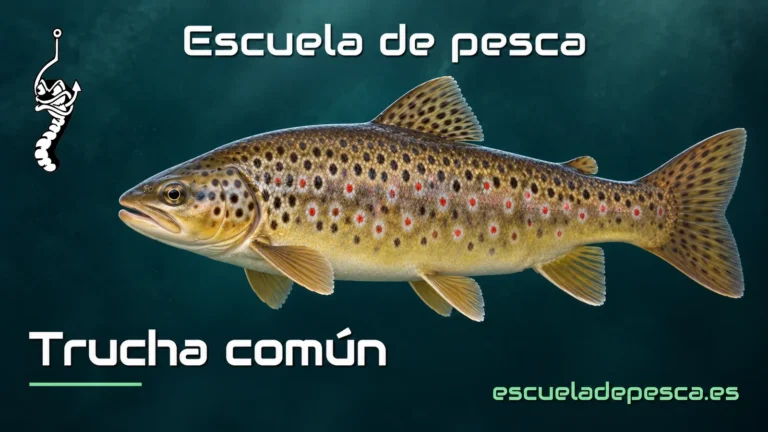 Ilustración de trucha común — Escuela de Pesca