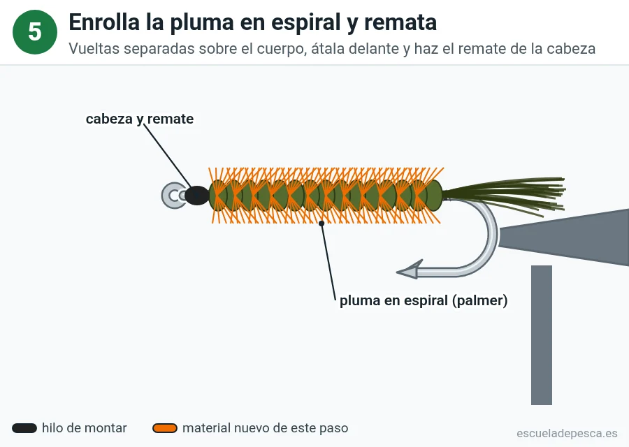 Paso 5 del Woolly Bugger: pluma enrollada en espiral sobre el cuerpo y cabeza rematada